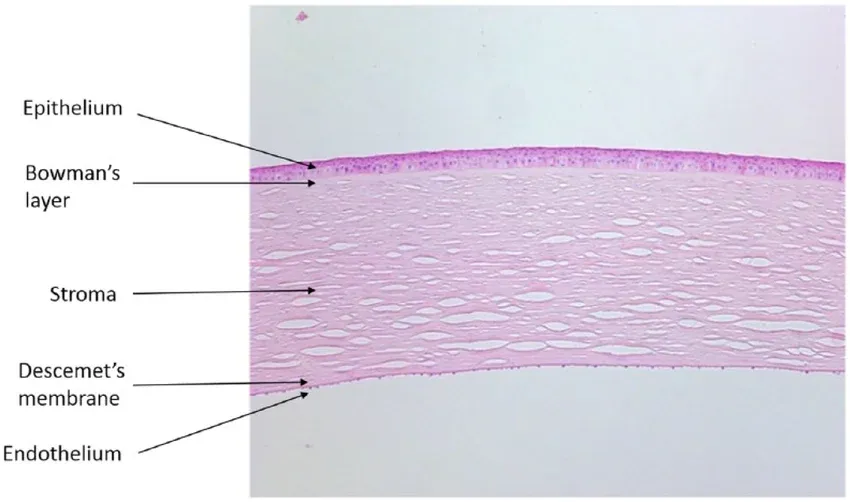 The layers of the cornea